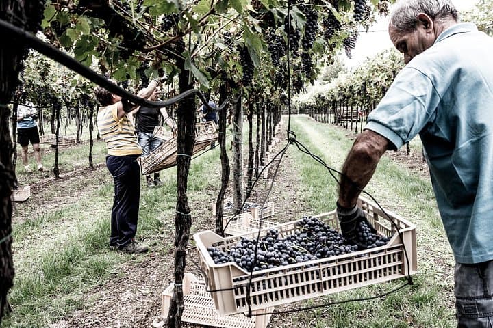 Food and Wine Tasting in Valpolicella