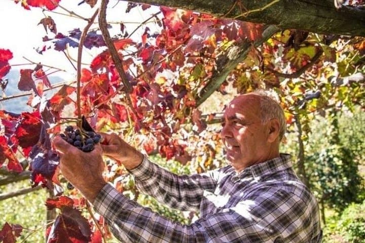 Wine tasting at the Apicella winery