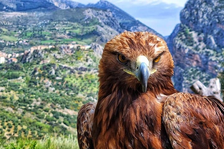 Interactive Educational Course on Birds of Prey