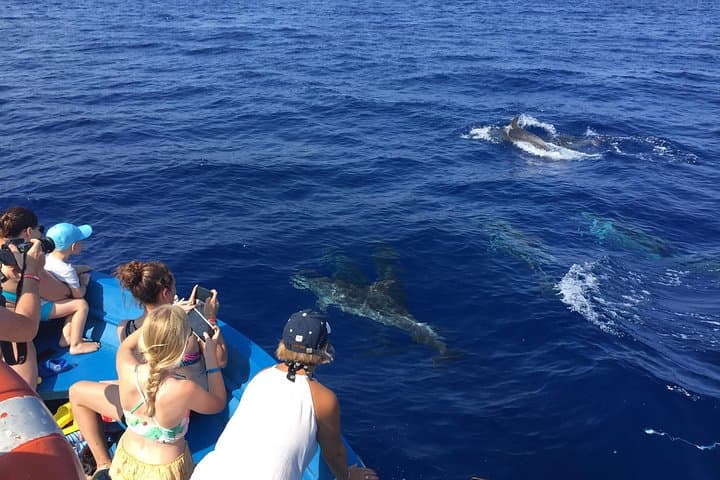 Fishing, Snorkelling & Dolphin Boat Tour