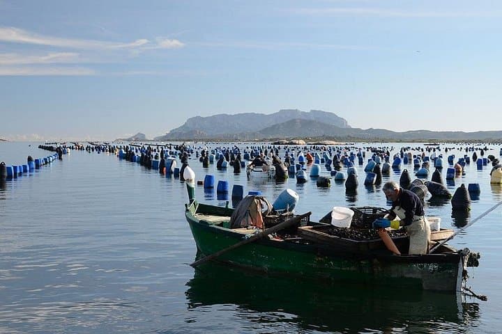 Mussel farming