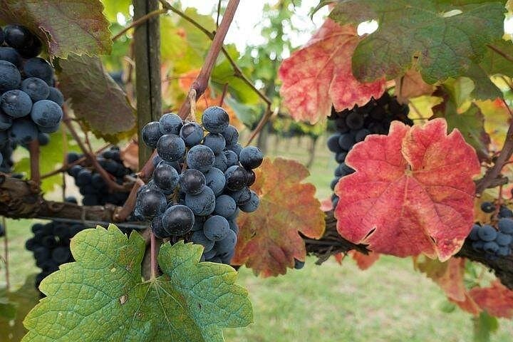 Sangiovese grape in the Chianti wine region