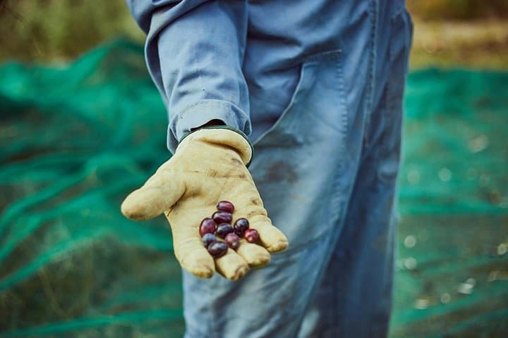 Tuscan ExtraVirgin Olive Oil Tour