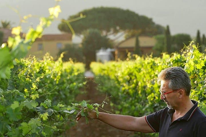 Bolgheri: Premium Wine Tasting with Winery Tour
