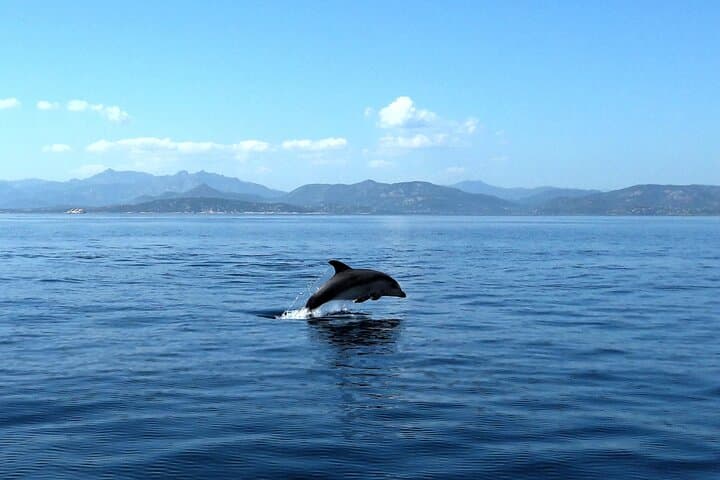Bottlenose dolphin in Tavolara