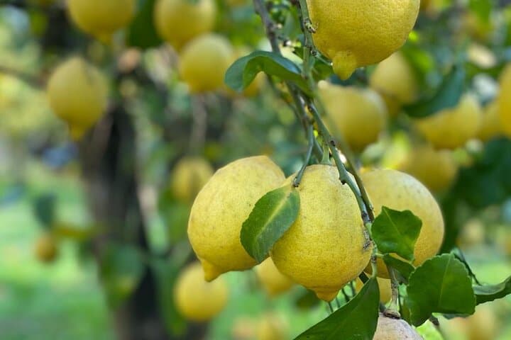 The Limonaia