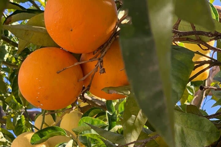 The Limonaia