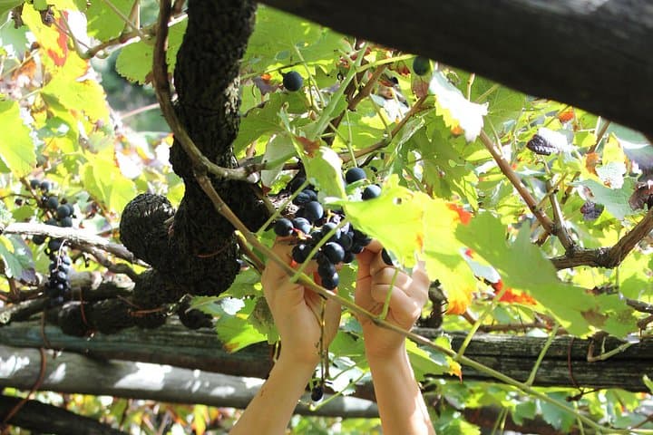 Official Ape Car & Wine Tasting - Amalfi Coast