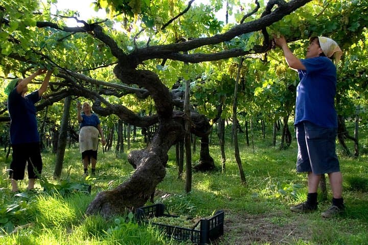 Official Ape Car & Wine Tasting - Amalfi Coast