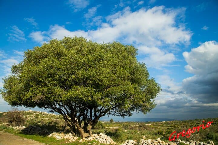 Guided Trekking to Cavagrande del Cassibile in Sicily