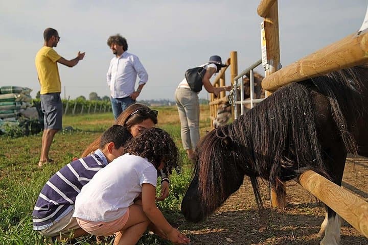 Farm animals and biodynamic wine tasting in Lazise