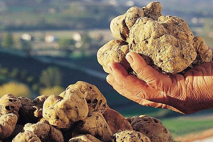 Alba Truffle Fair: Guided Tour and Skip-the-Line Access