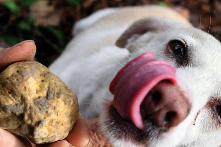 Alba Truffle Fair: Guided Tour and Skip-the-Line Access