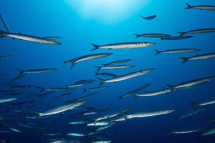 Advanced Open Water Diver course