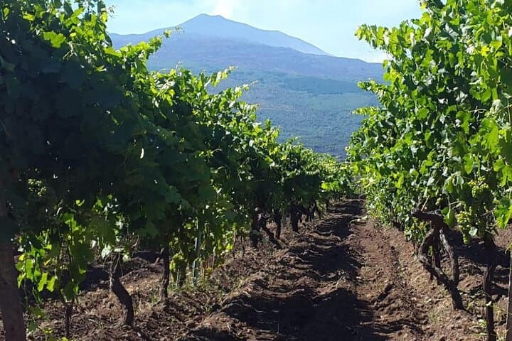 Etna from the vineyard 2