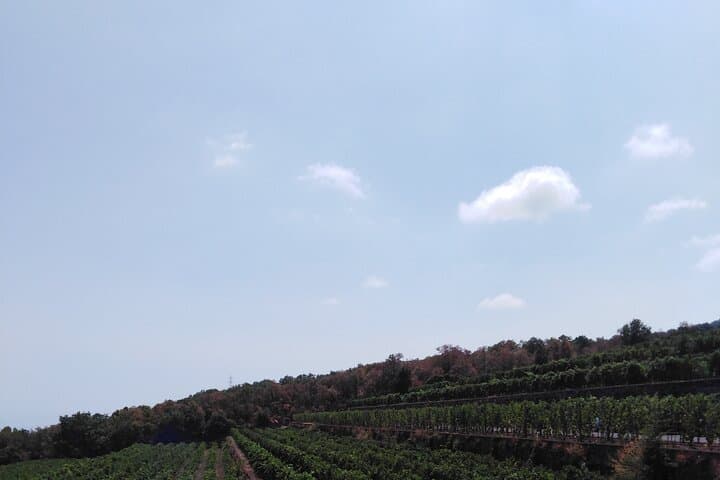 private tour of etna with wine tasting and lunch in the cellar