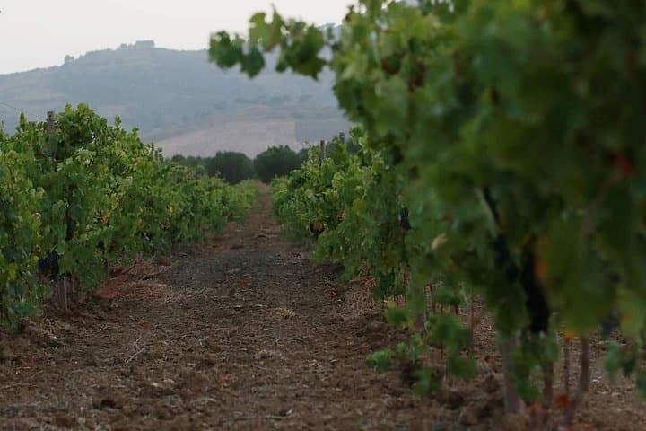 Wine Tour in the historic Baglio Florio Adamo with Lunch