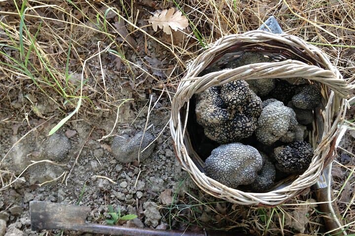 Truffle Hunting and Handmade Pasta in Ascoli Piceno