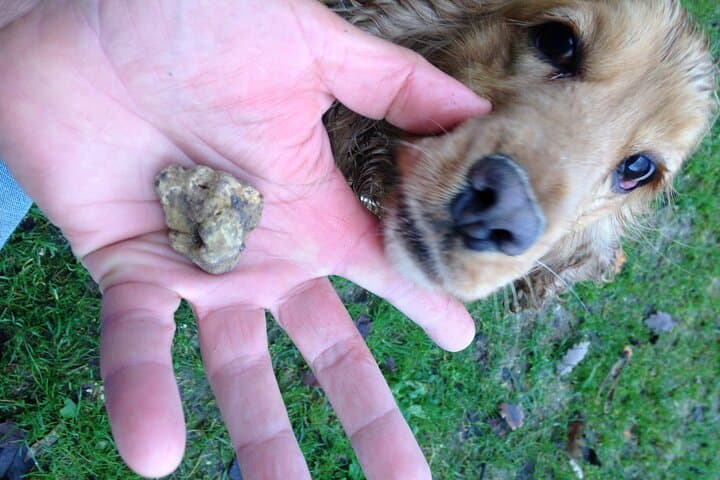 Truffle Hunting and Handmade Pasta in Ascoli Piceno