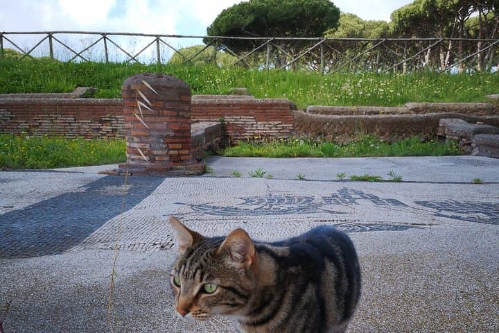 Cats of Ostia Antica
