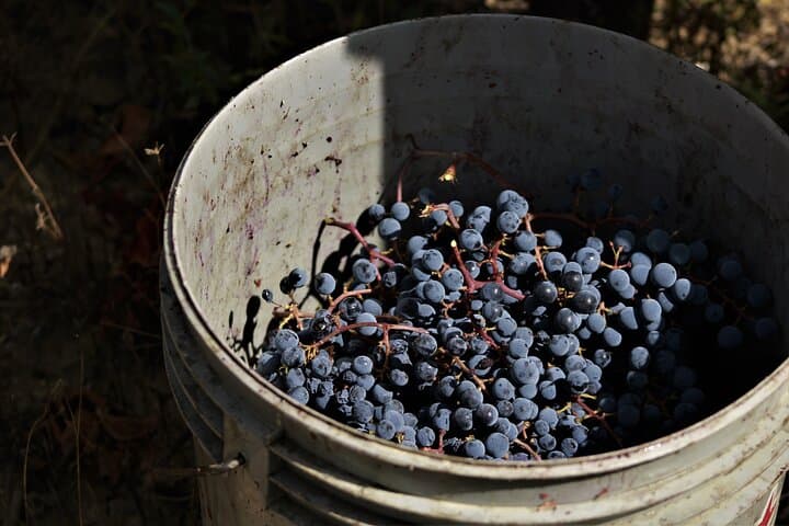 Tasting Selection of 4 wines in Montefalco