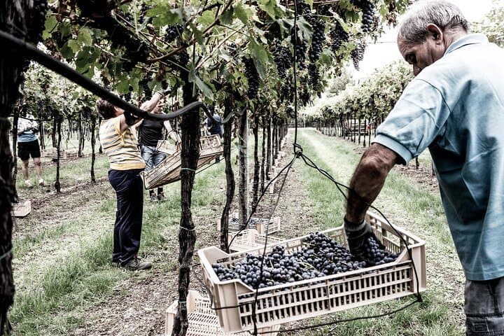 Valpolicella Wine Tasting Experience & Light Lunch