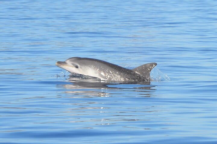 Tour to Figarolo Island with the possibility to observe dolphins