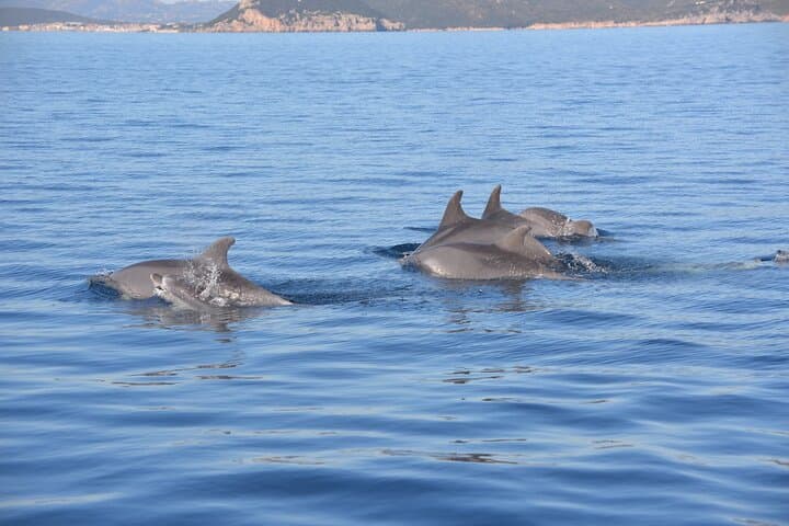 Group of dolphins (Tursiops truncatus)