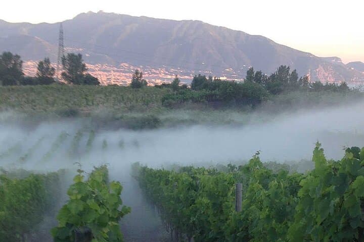 View of the vineyards from the winery terrace