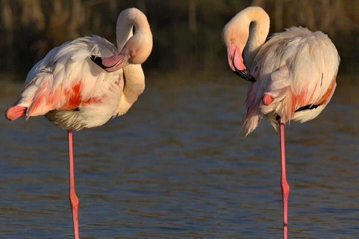 Cagliari city tour and flamingo park by minivan and on foot