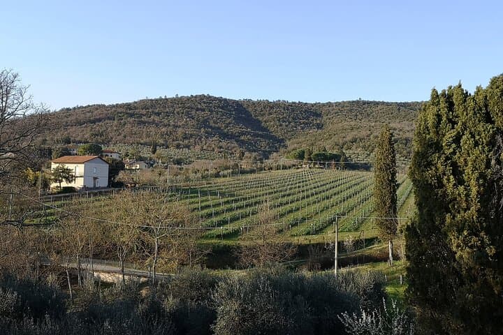 Wine & Oil Tasting Experience