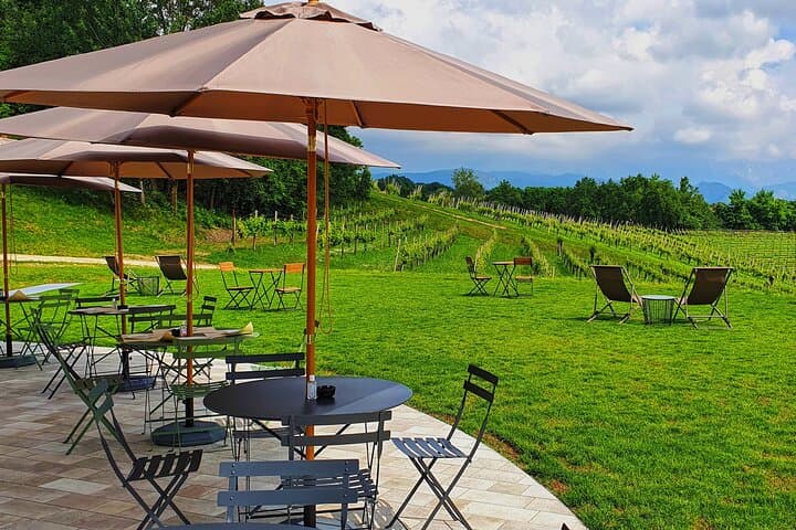 Exclusive Tour of the Vineyards with Visit to the Cellar!