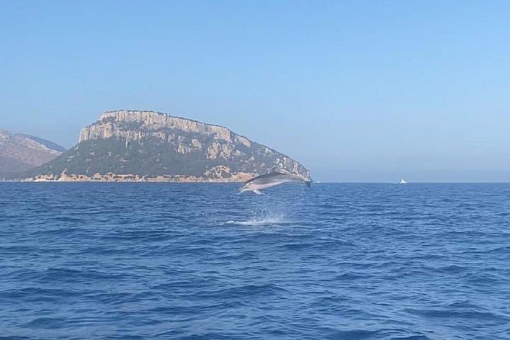 Dolphin Watching and Snorkeling in Figarolo in Sardinia