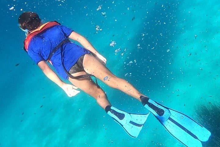 Dolphin Watching and Snorkeling in Figarolo in Sardinia