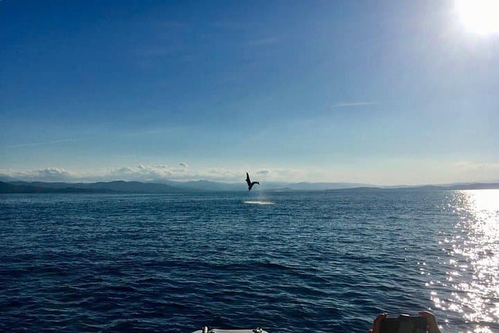Dolphin Watching and Snorkeling in Figarolo in Sardinia