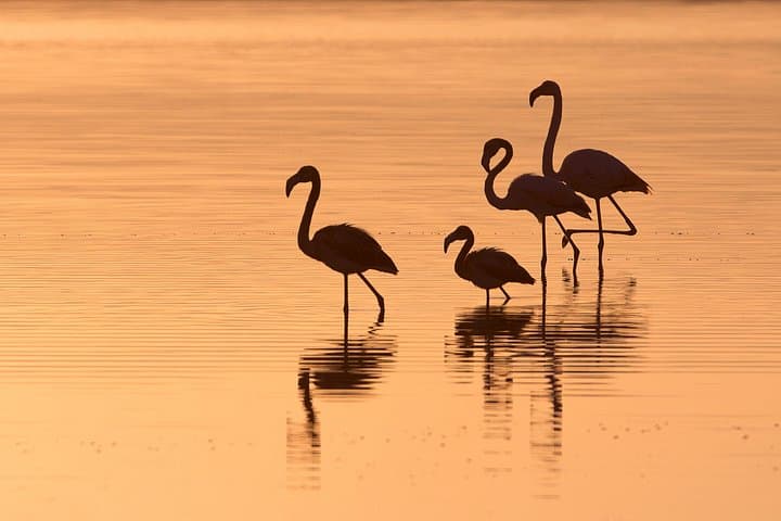 Pink flamingos at dawn