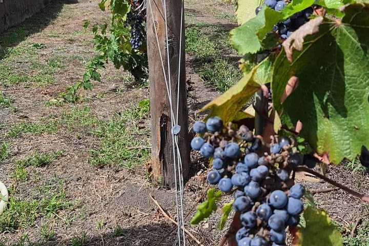 Pompeii & Wine Tour from Sorrento (tickets & lunch not included)