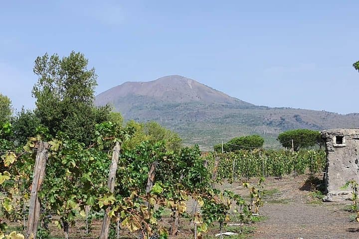 Pompeii & Wine Tour from Sorrento (tickets & lunch not included)