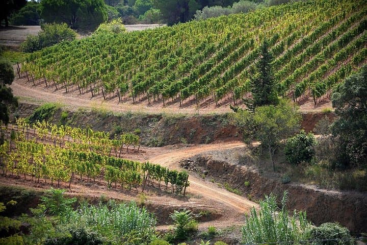 Authentic Elba Wine Tasting with Vineyard Walk & Sea Views