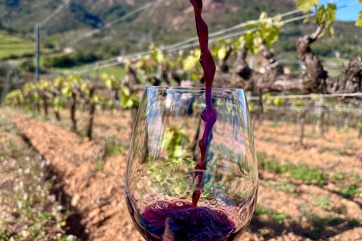Authentic Elba Wine Tasting with Vineyard Walk & Sea Views