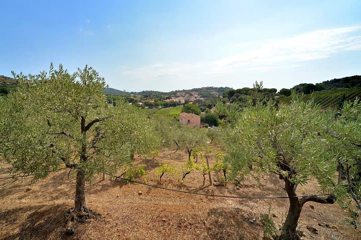 Authentic Elba Wine Tasting with Vineyard Walk & Sea Views