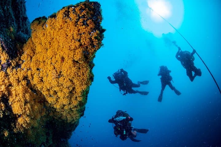Discover Sorrento Underwater: 5 - Hour PADI Morning Try Dive