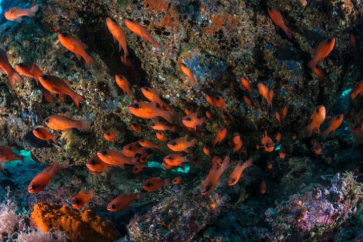 Discover Sorrento Underwater: 5 - Hour PADI Morning Try Dive