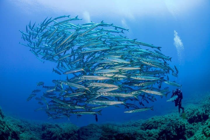Discover Sorrento Underwater: 5 - Hour PADI Morning Try Dive