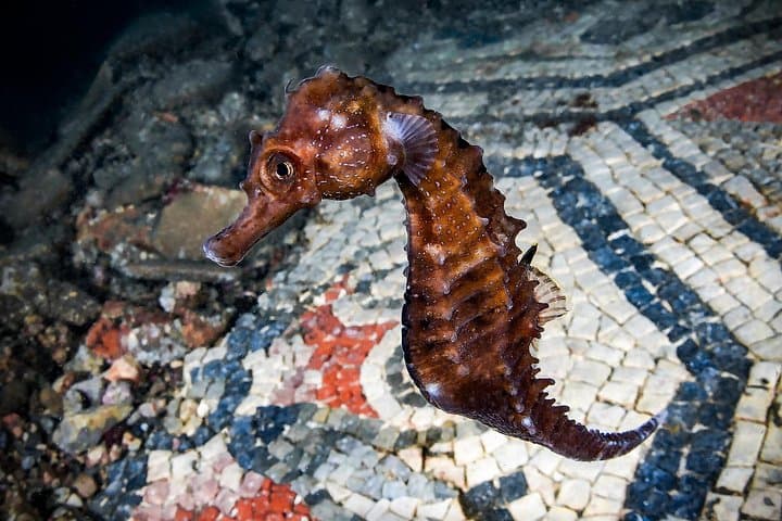 Try Scuba Diving and Underwater Roman Ruins in Baia from Naples