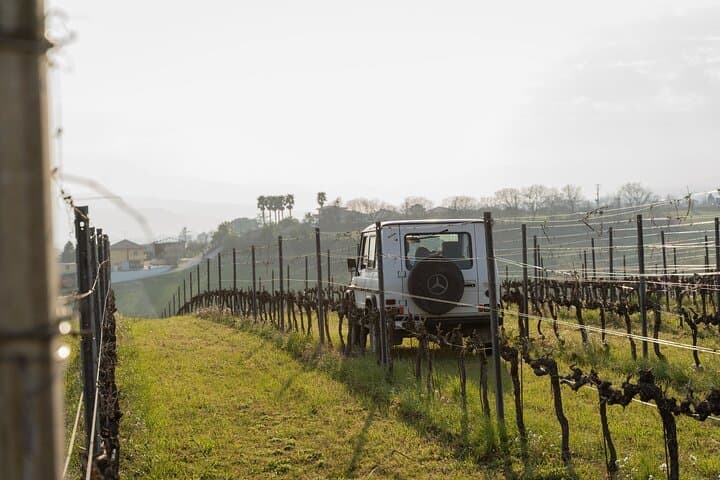 3-Hours of Activities with Safari Grand Tour and Tasting in Vineyards