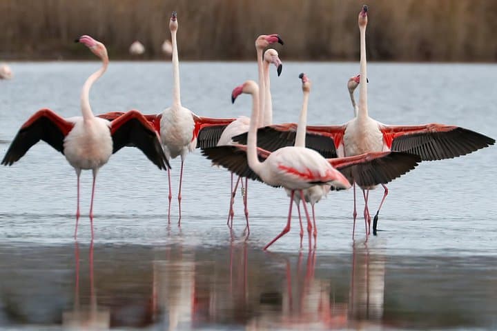 Combo: Cagliari Old Town and the Oasis of Flamingos