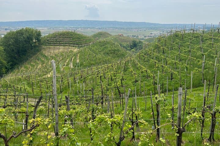 Small Group Tour with Prosecco Wine Tasting from Venice