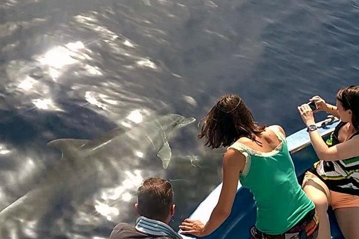 Watch dolphins