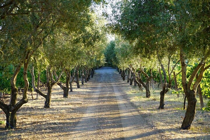 Wine Tasting in Frascati from Rome